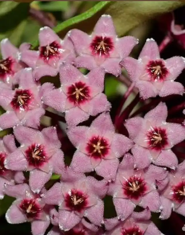 Хойя Кримсон