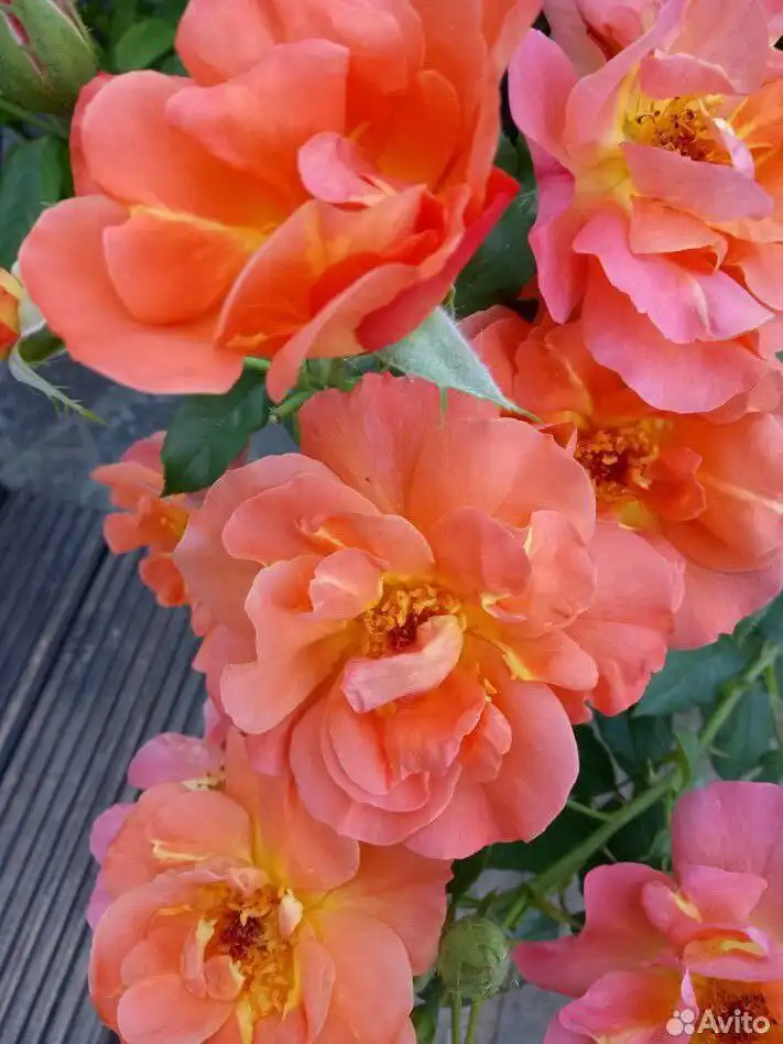 Чайный набор с ароматным вареньем из лепестков роз