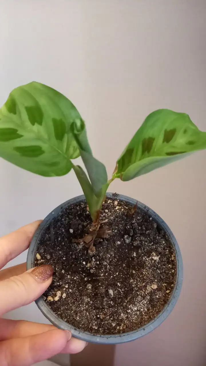 Маранта детка