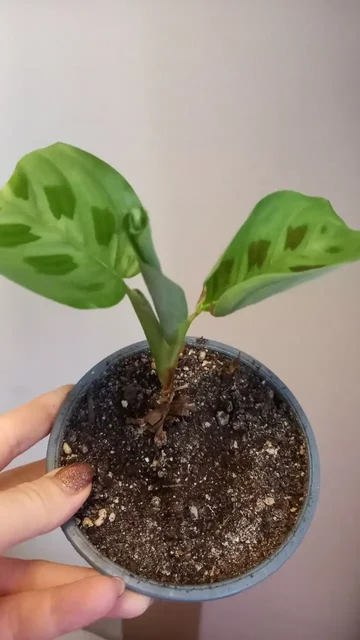 Маранта детка - Хобби и отдых в Нежинка