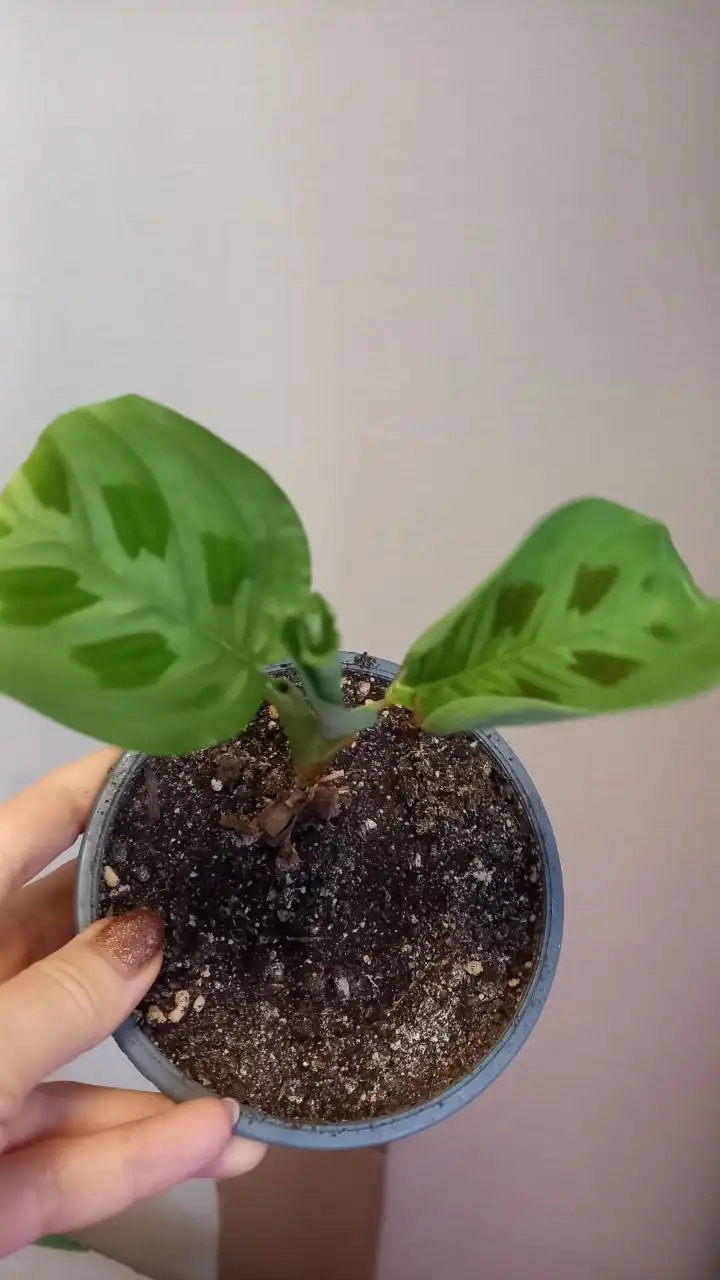 Маранта детка