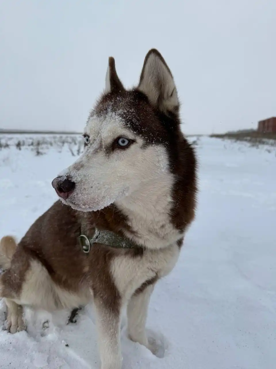 Пропала собака Хаски по кличке Лесси