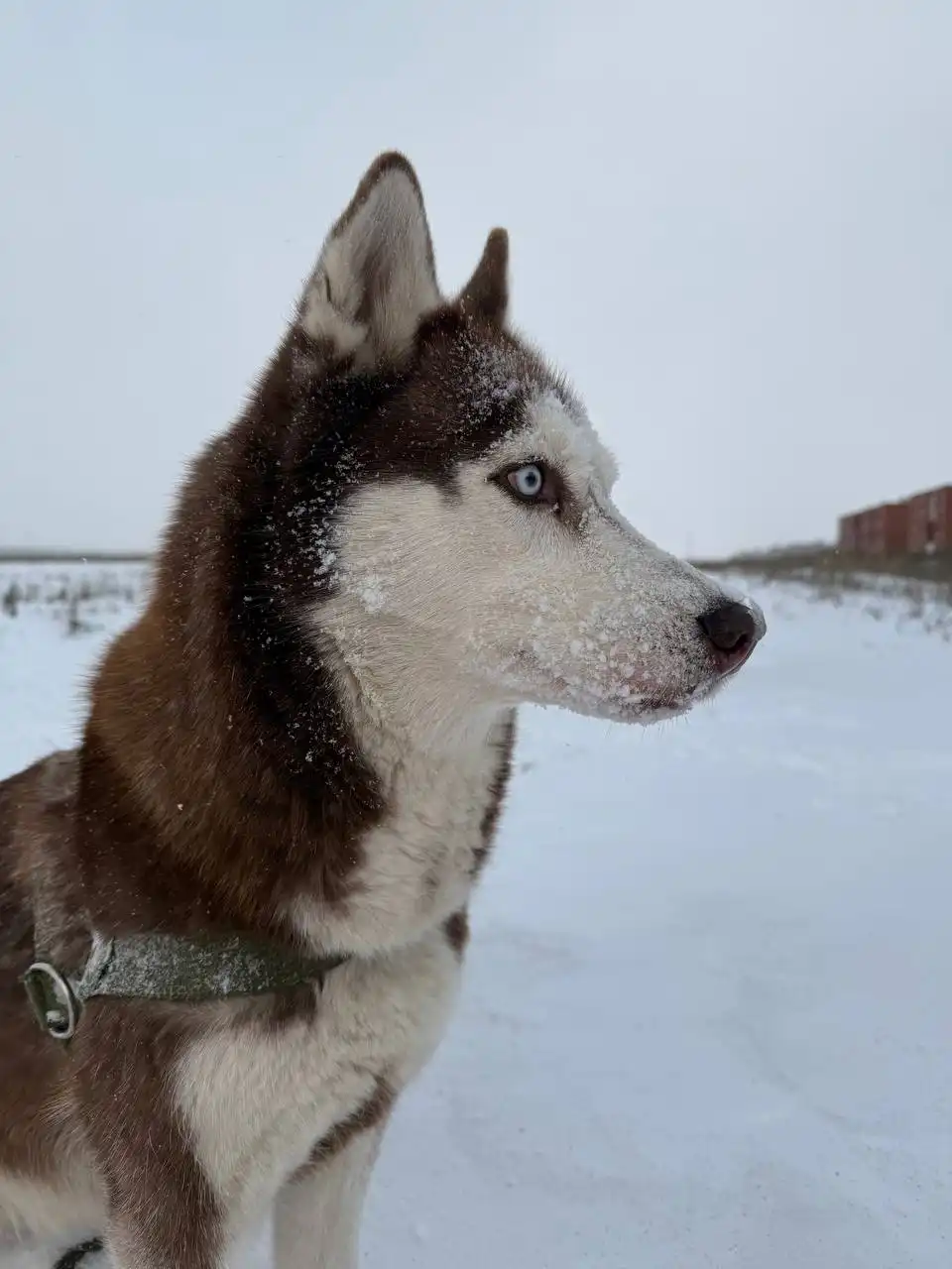 Пропала собака Хаски по кличке Лесси