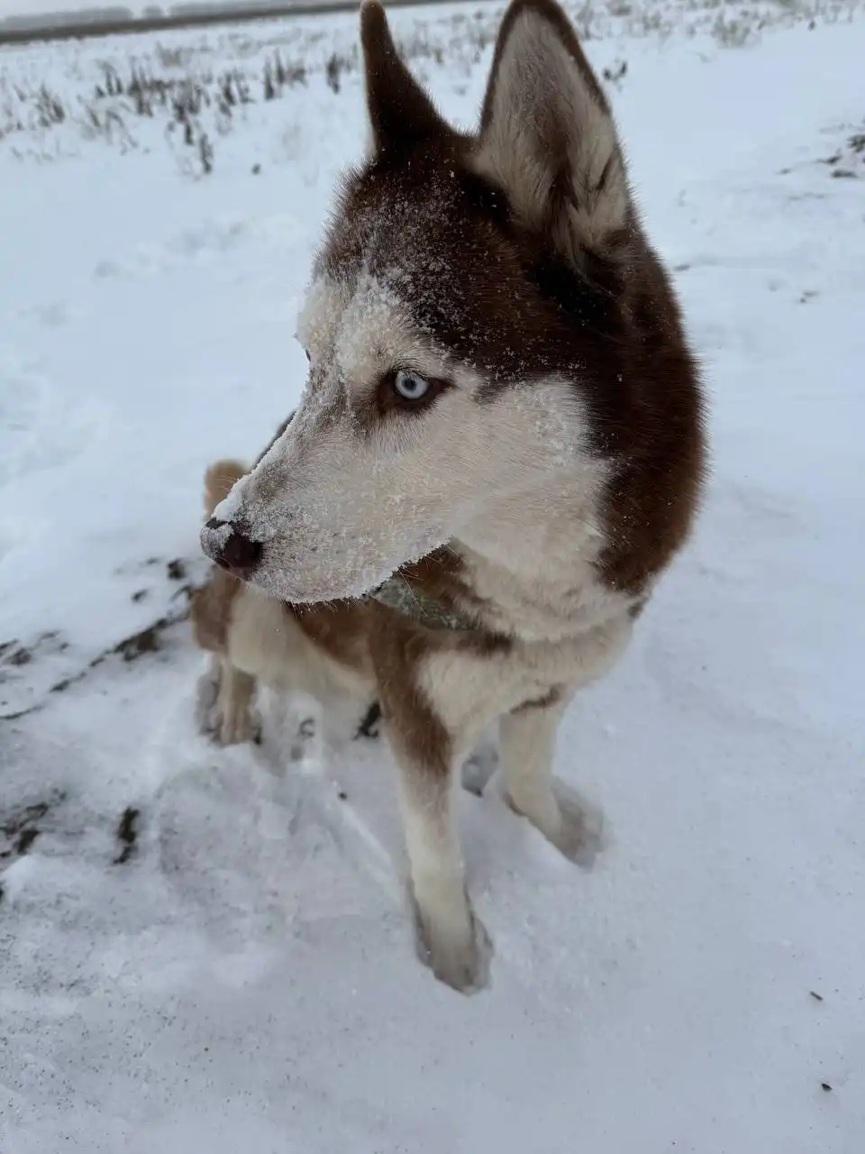 Пропала собака Хаски по кличке Лесси