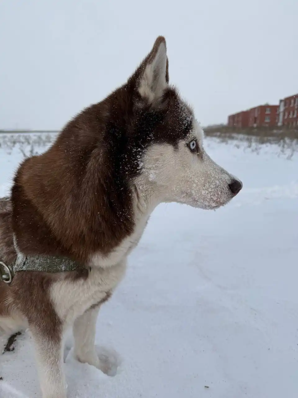 Потерялась собака породы хаски по кличке Лесси