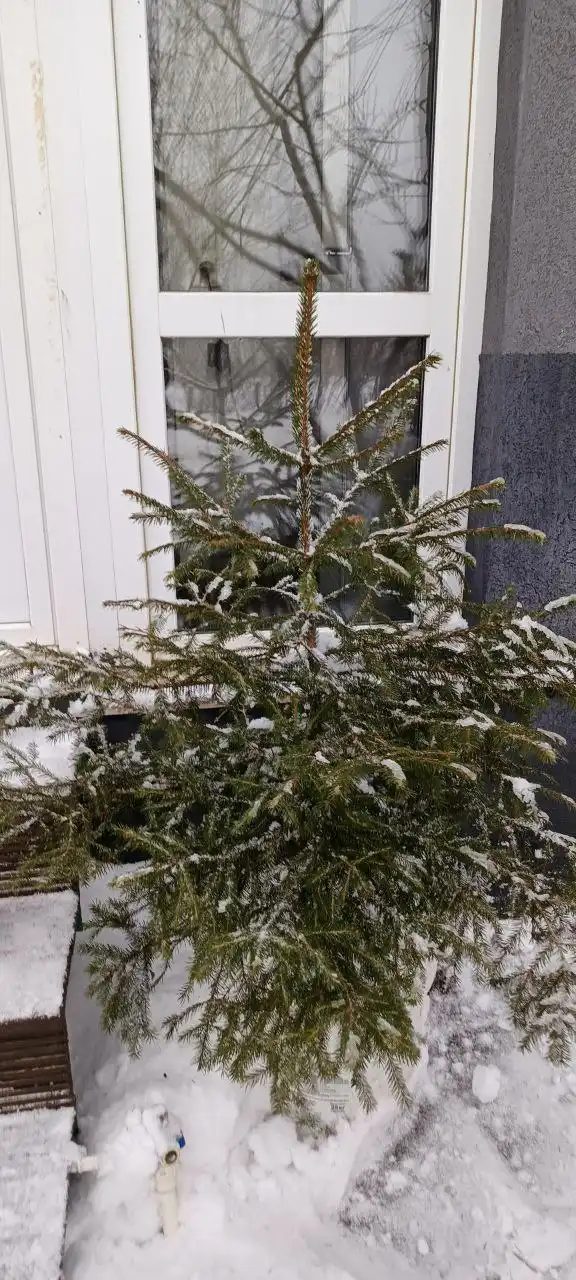 Живая ель европейская для новогодних праздников
