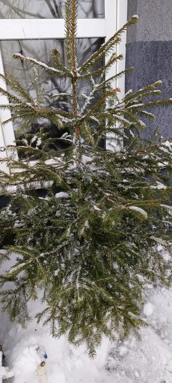 Живая ель европейская для новогодних праздников