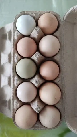 Продам домашние яйца - частное объявление в Нежинка