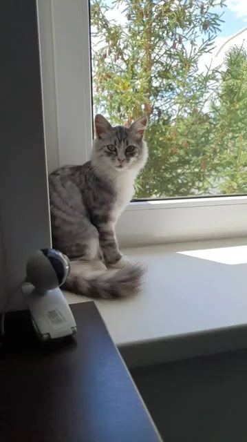 Пропала кошка в Оренбурге, пос. Пригородный - частное объявление в Оренбург