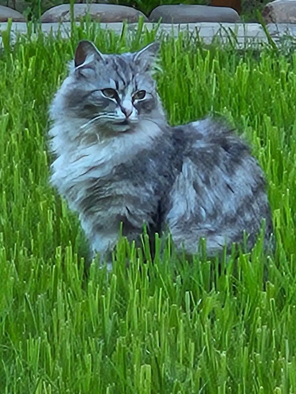 Пропала кошка в Оренбурге, пос. Пригородный