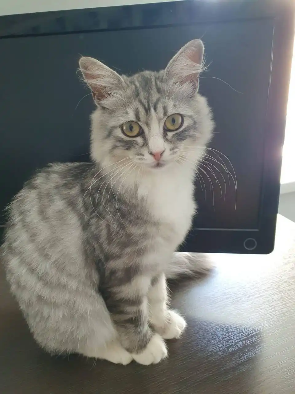 Пропала кошка в Оренбурге, пос. Пригородный