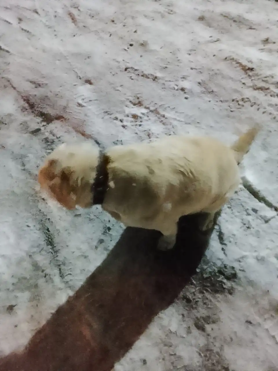 Собака в золотом ошейнике 70 лет Победы - Собаки (Животные) в Нежинка