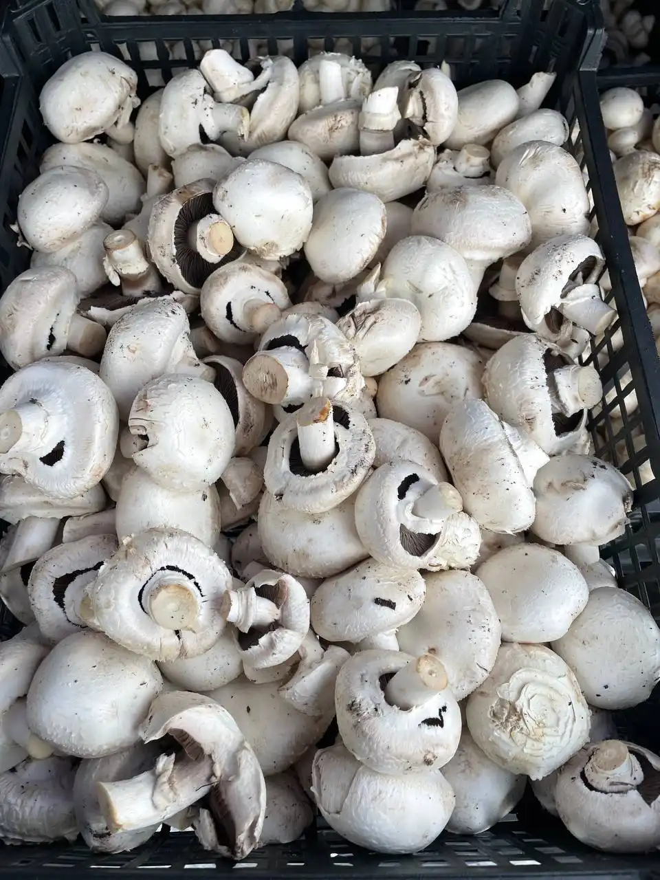 Свежие шампиньоны с доставкой - Продукты питания (Барахолка) в Нежинка