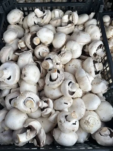 Свежие шампиньоны с доставкой - Тара и упаковка в Нежинка