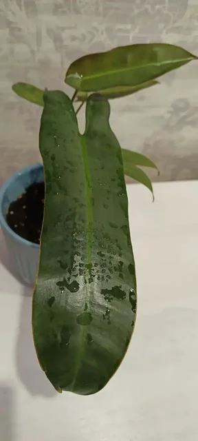 Продам филодендрон Атабапоенсе - частное объявление в Нежинка