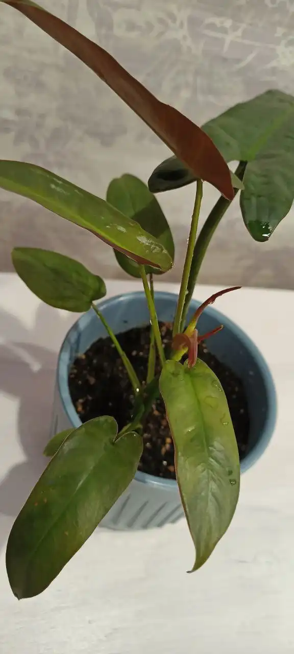 Продам филодендрон Атабапоенсе - Комнатные растения (Хобби и отдых) в Нежинка