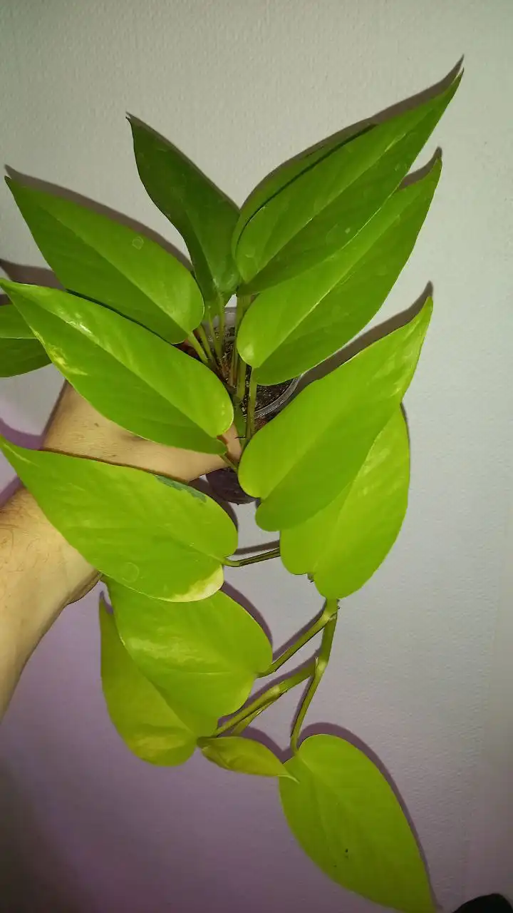 Продажа Сциндапсуса Неон - Барахолка в Нежинка