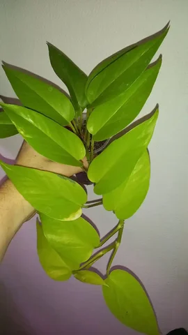 Продажа Сциндапсуса Неон - частное объявление в Нежинка