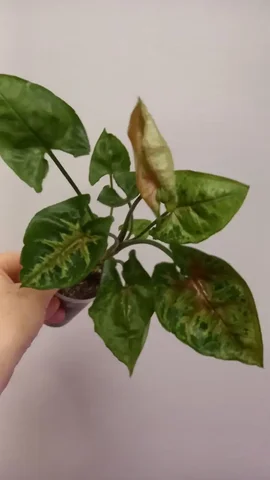 Сигнониум Тиффани - Аренда недвижимости в Оренбург