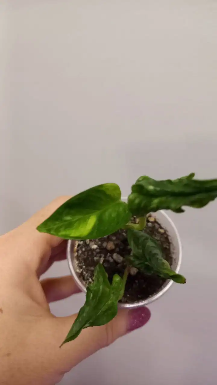 Сциндапсус Годзилла в активном росте - Растения (Хобби и отдых) в Нежинка