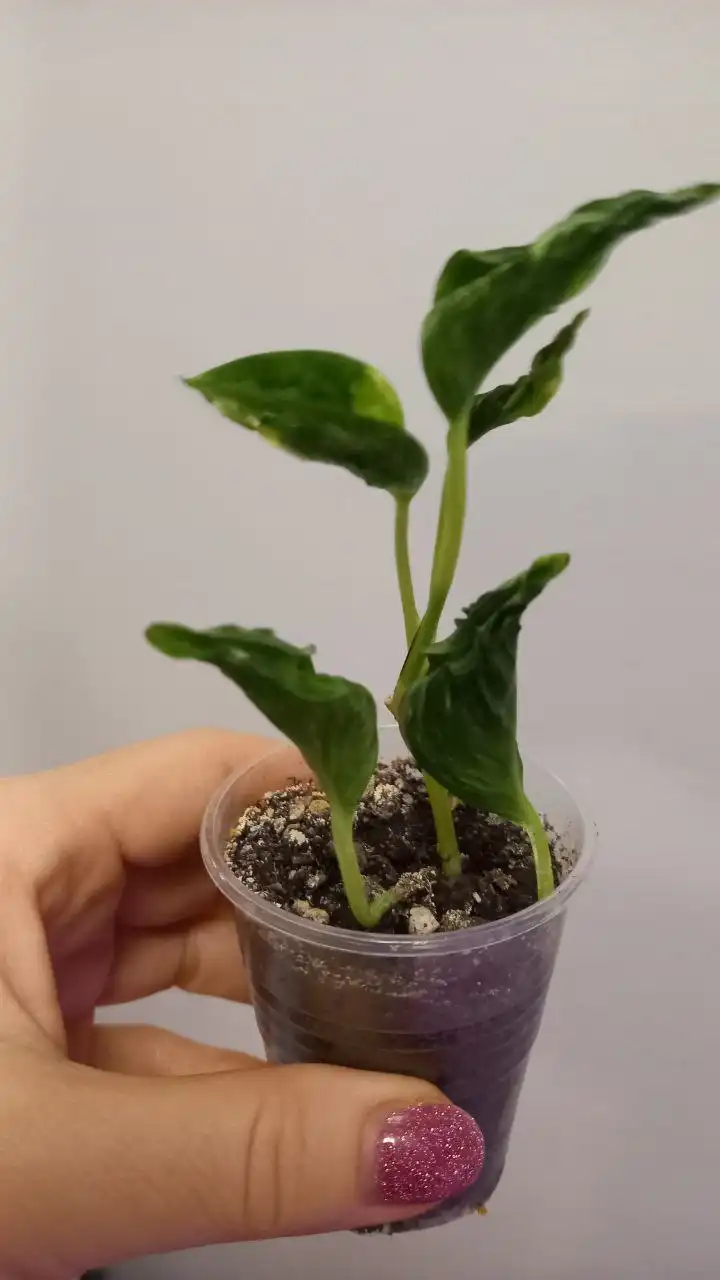 Сциндапсус Годзилла в активном росте - Растения (Хобби и отдых) в Нежинка