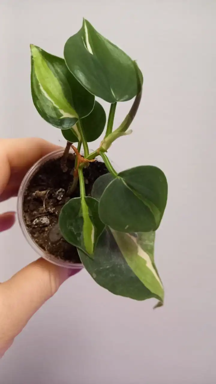 Продажа филодендрона - Растения (Хобби и отдых) в Нежинка