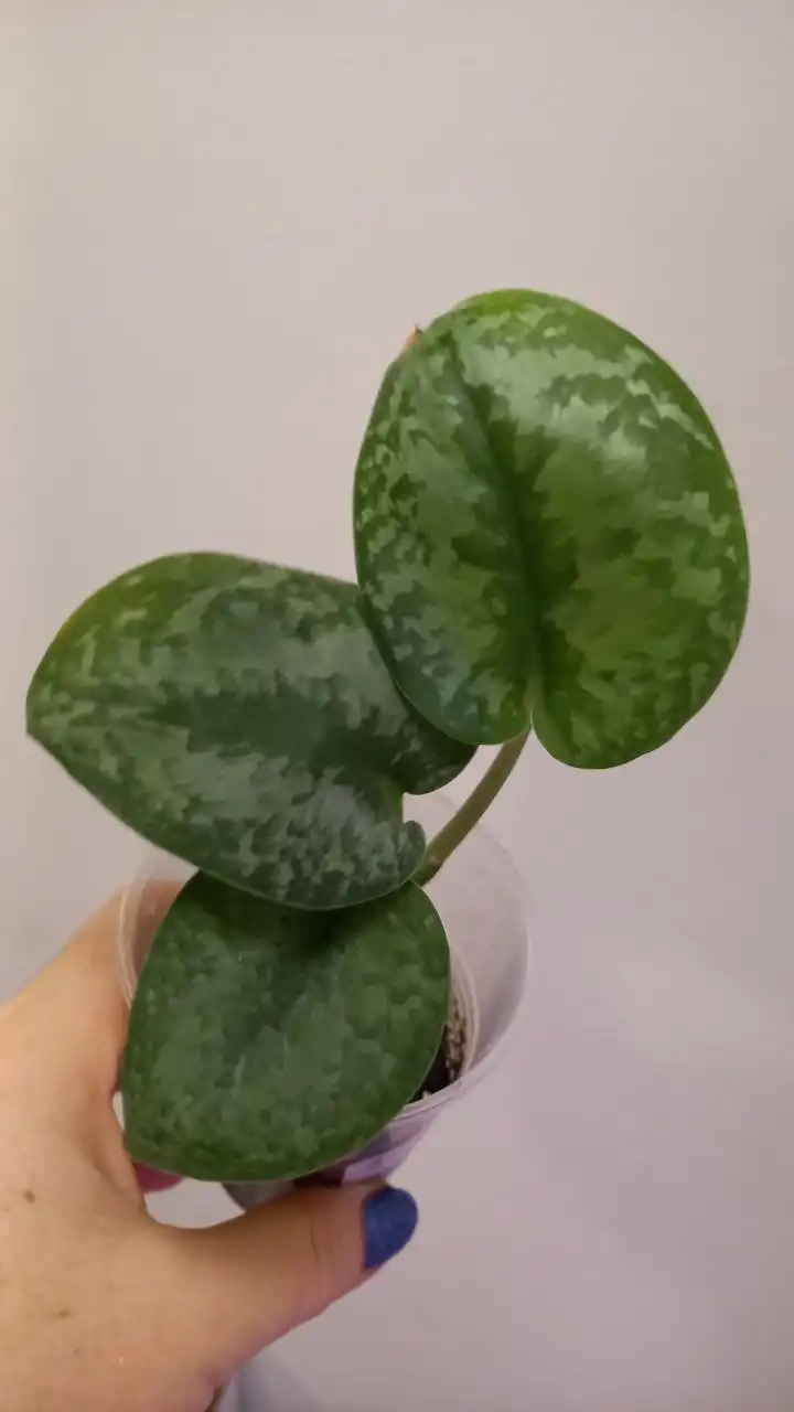 Продажа сциндапсуса Сплеш блю в Оренбурге - Комнатные растения (Хобби и отдых) в Оренбург