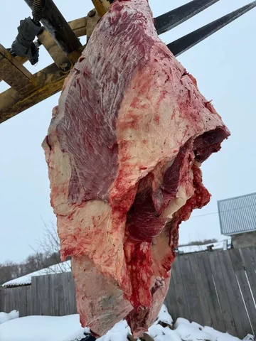 Продажа конины халяль частями - Еда и напитки в Оренбург