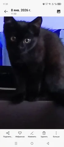 Котёнок 3 месяца в добрые руки - частное объявление в Нежинка