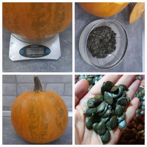 Семена голосеменной тыквы - частное объявление в Нежинка