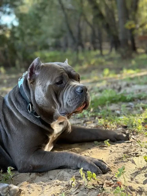 Отдам пса с родословной и обучением - Животные в Нежинка