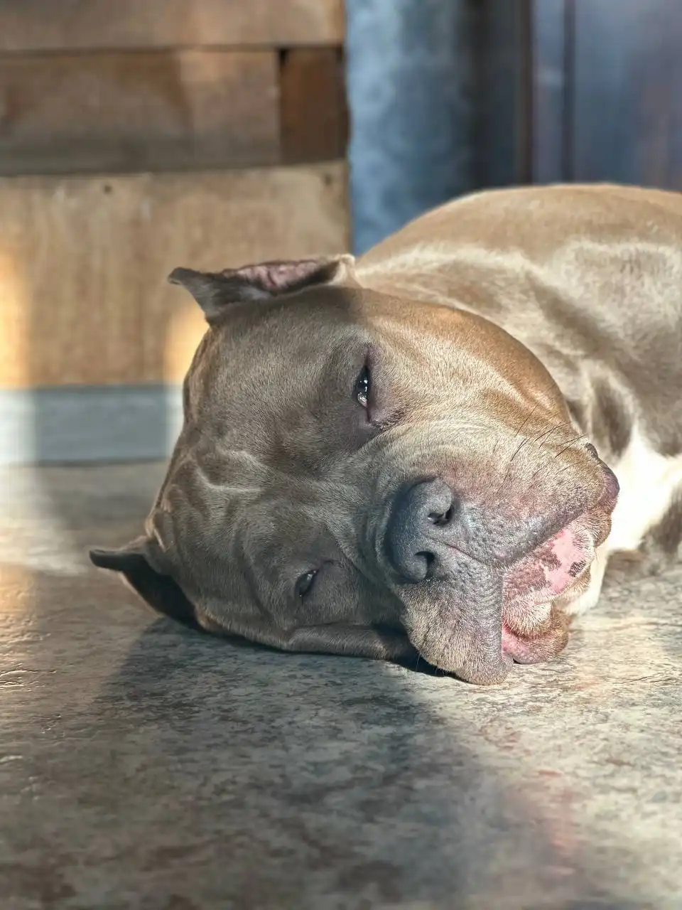 Отдам пса с родословной и обучением - Собаки (Животные) в Нежинка