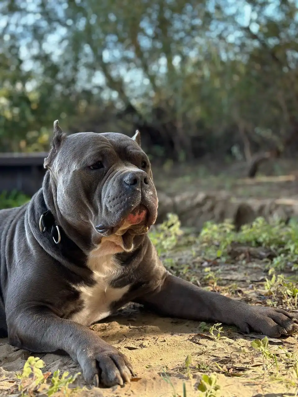 Отдам пса с родословной и обучением - Собаки (Животные) в Нежинка