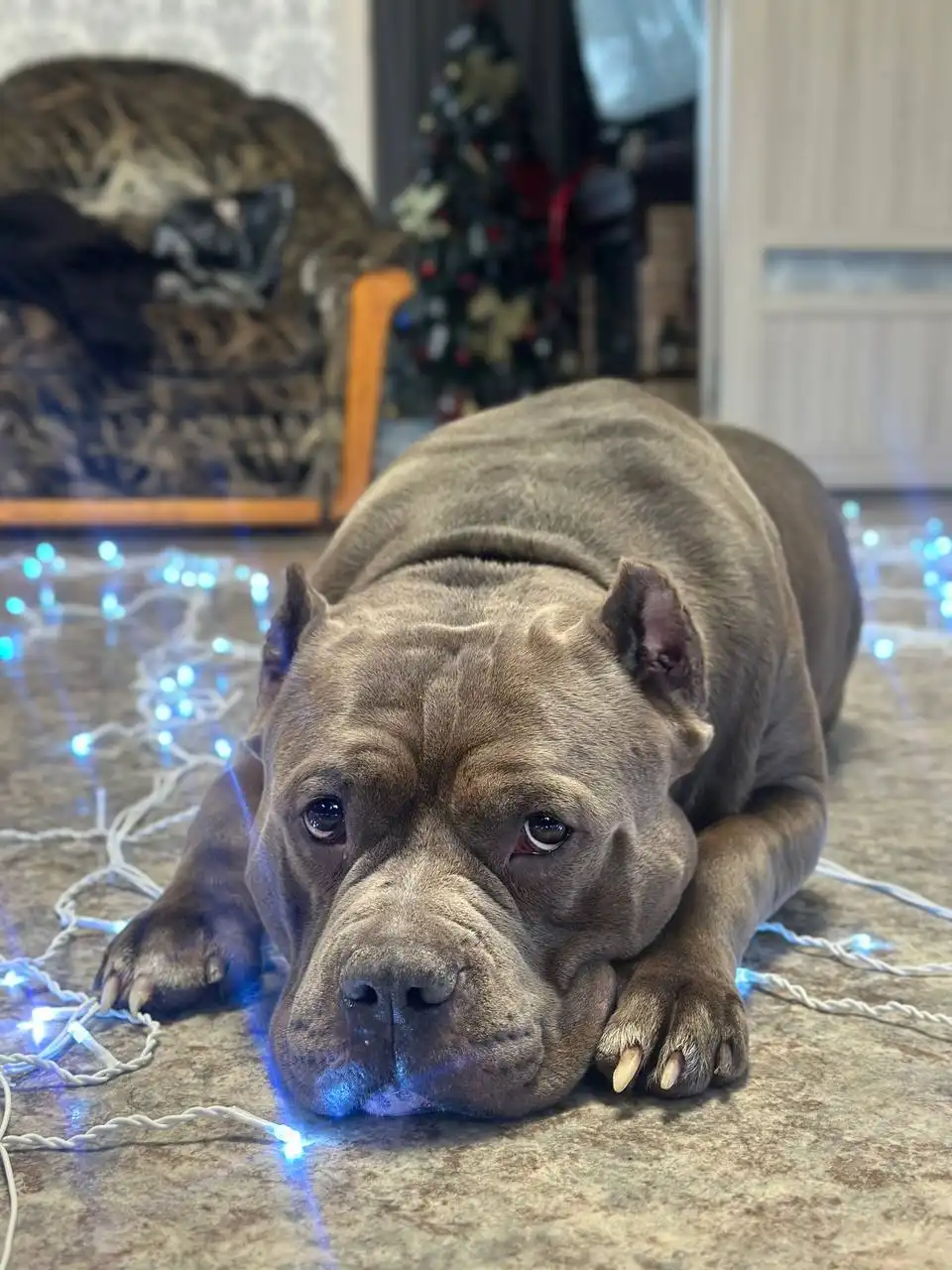 Отдам пса с родословной и обучением - Собаки (Животные) в Нежинка