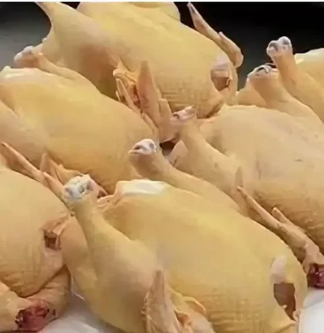 Свежие куры бройлеры с доставкой - Животные в Нежинка