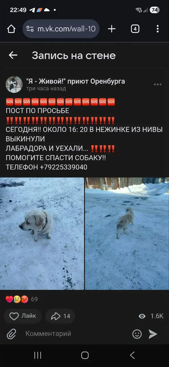 Пропавший пёсель в СНТ жилгородка - Пропавшие животные (Животные) в Нежинка