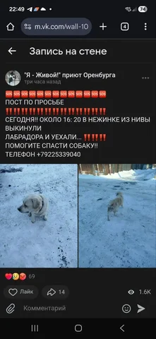 Пропавший пёсель в СНТ жилгородка - Животные в Нежинка