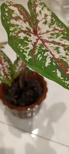 Каладиум тайский Тапестри - экзотический цветок - Игровые аккаунты в Оренбург