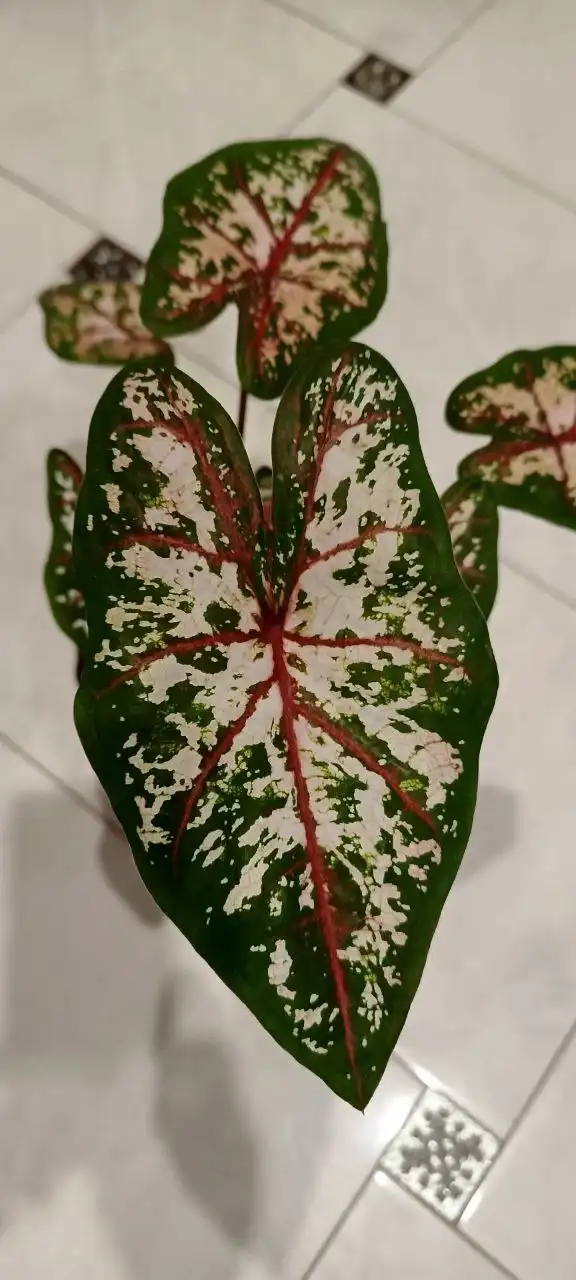 Каладиум тайский Тапестри - экзотический цветок - Растения (Хобби и отдых) в Оренбург