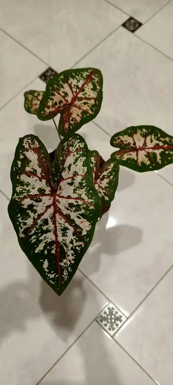 Каладиум тайский Тапестри - экзотический цветок - Растения (Хобби и отдых) в Оренбург