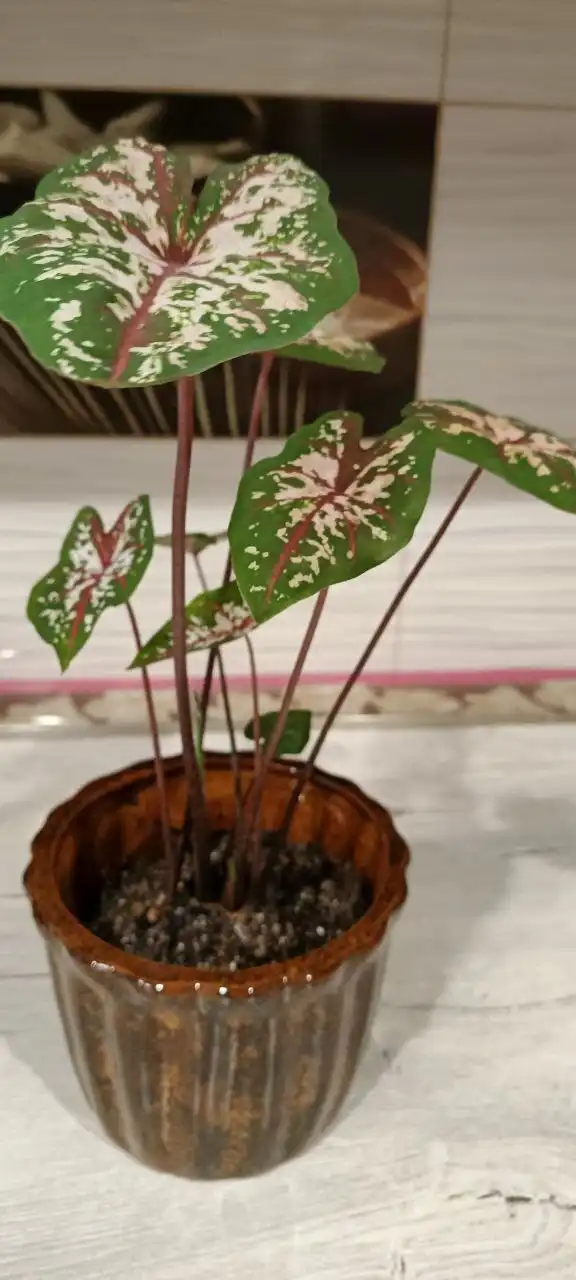 Каладиум тайский Тапестри - экзотический цветок - Растения (Хобби и отдых) в Оренбург