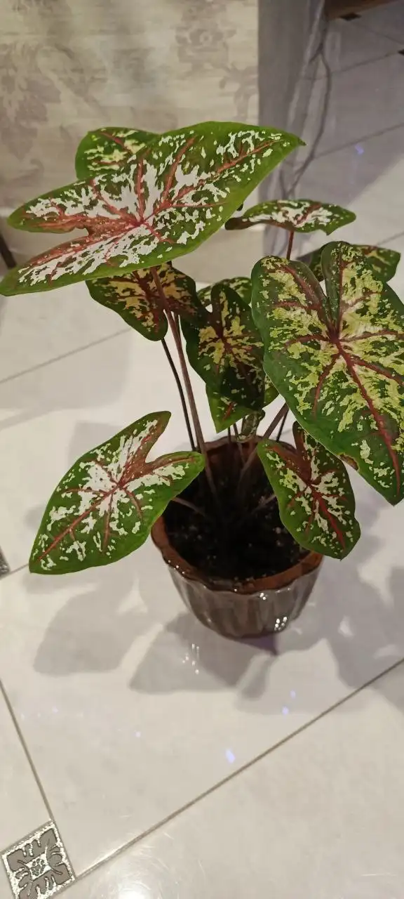 Каладиум тайский Тапестри - экзотический цветок - Растения (Хобби и отдых) в Оренбург