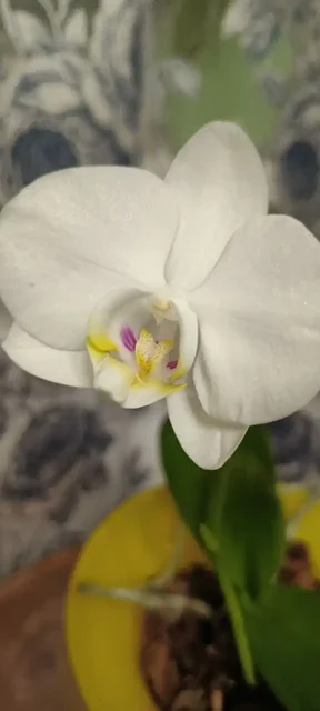 Продажа цветущей Орхидеи-Фаленопсис - Хобби и отдых в Нежинка