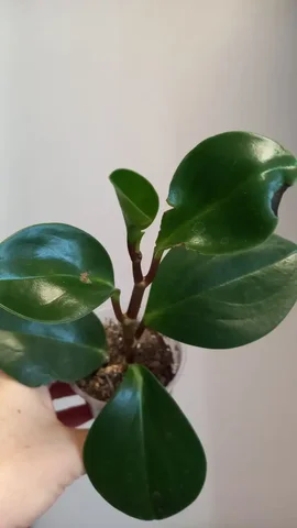 Пеперомия туполистая с глянцевыми листьями - Хобби и отдых в Оренбург