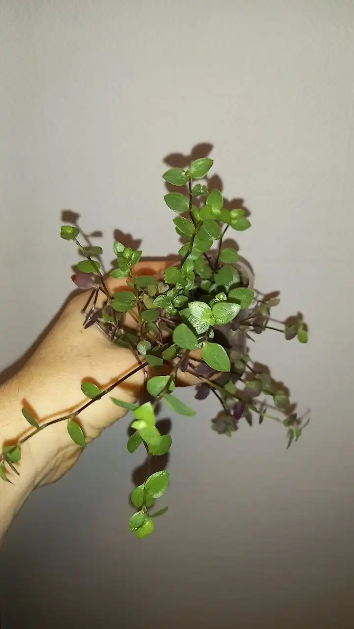 Коллизия пушистая и нежная - Собаки (Животные) в Нежинка