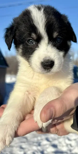 Щенки стабихун 2 месяца - Животные в Нежинка