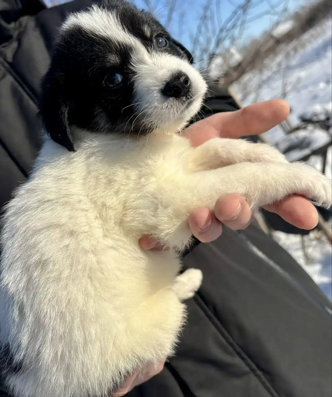 Щенки стабихун 2 месяца - Собаки (Животные) в Нежинка