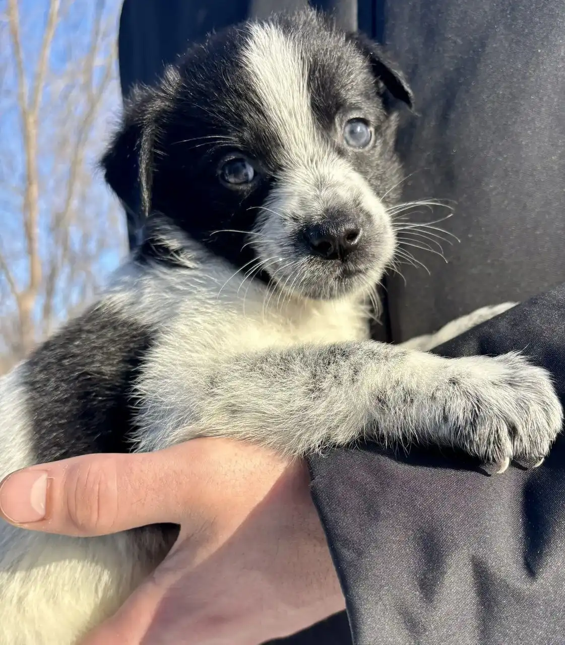 Щенки стабихун 2 месяца - Собаки (Животные) в Нежинка