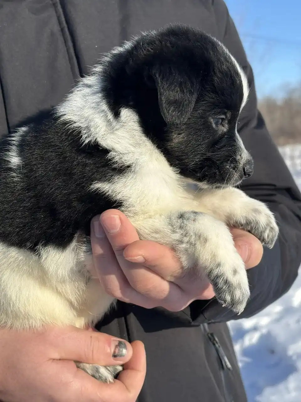 Щенки стабихун 2 месяца - Собаки (Животные) в Нежинка