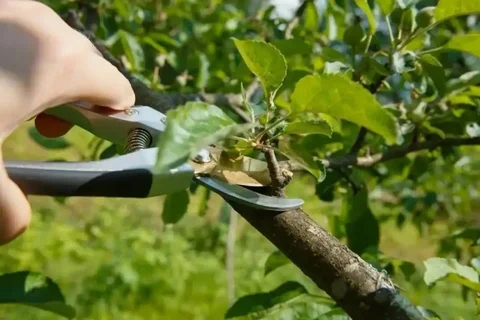 Услуги по обрезке и уходу за плодовыми деревьями - Косметология в Нежинка